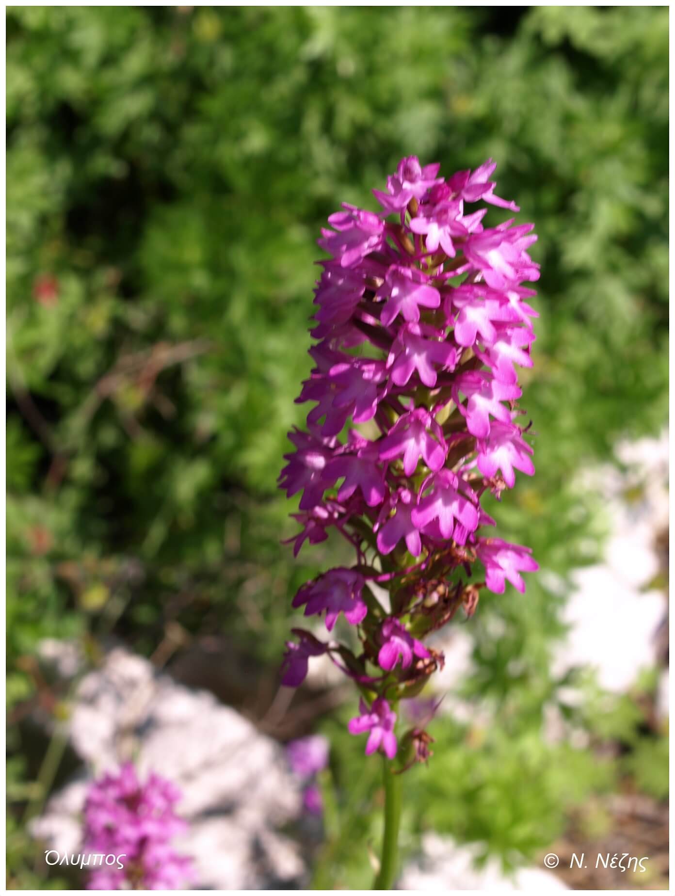 Ορχιδέα (Anacamptis pyramidalis)