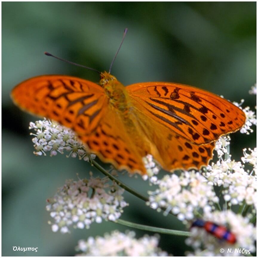 Argynnis paphia