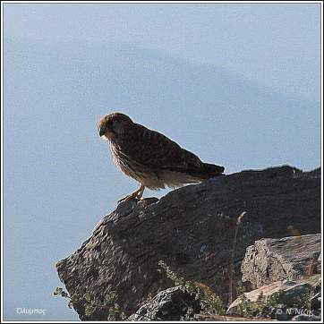 Βραχοκιρκίνεζο (Falcotinnunculus)