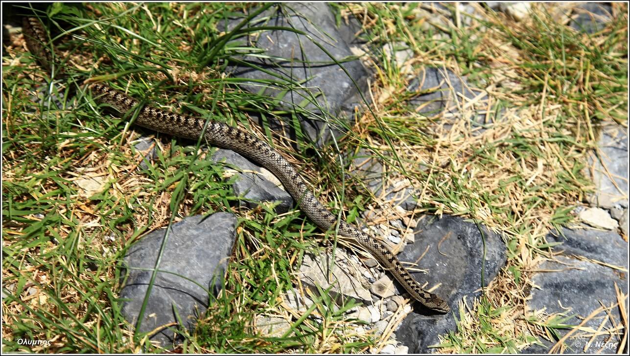 Στεφανοφόρος (Coronella austriaca)