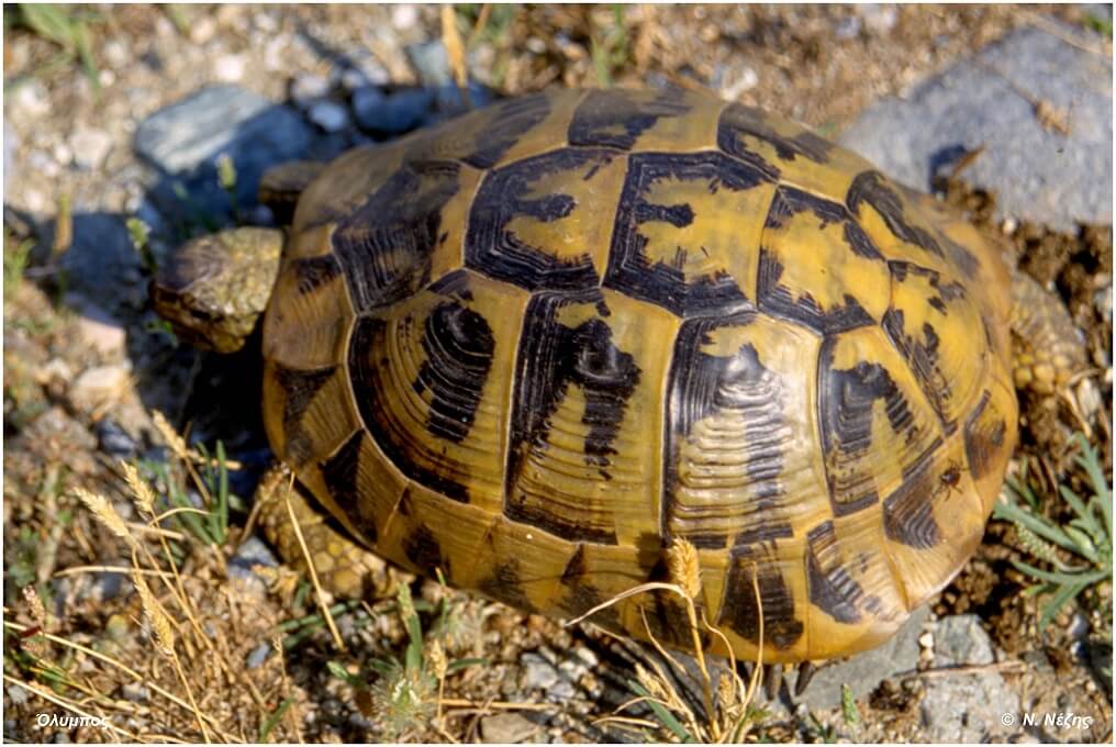 Χελώνα (Testudo hermanni)