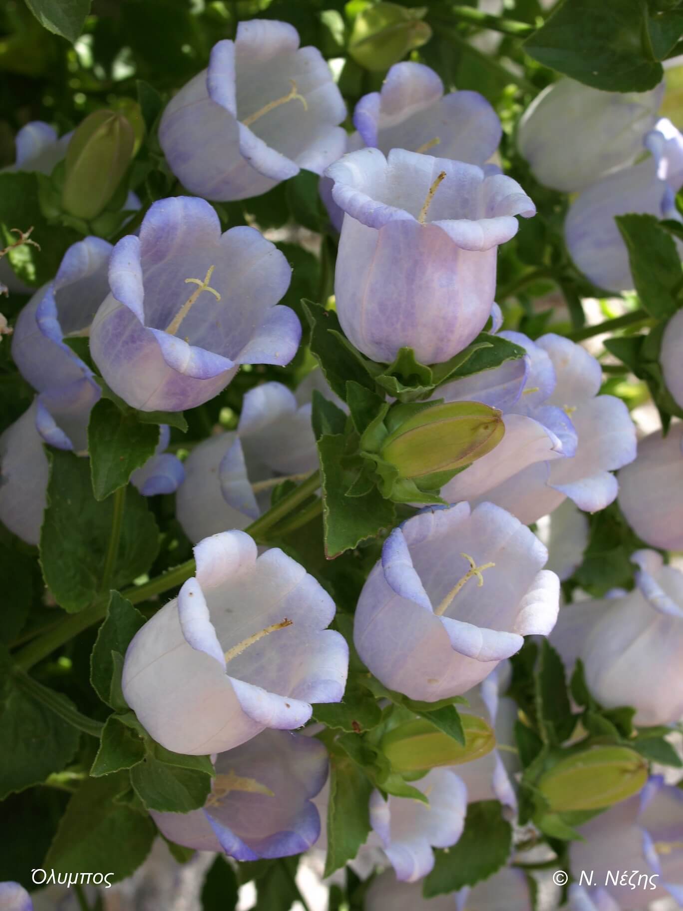 Campanula incurva