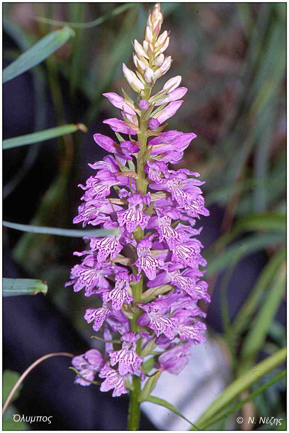 Ορχιδέα (Dactylorhiza saccifera)