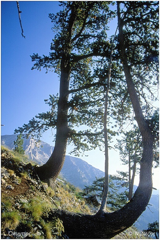 Ρόμπολα (pinus heldreichii)